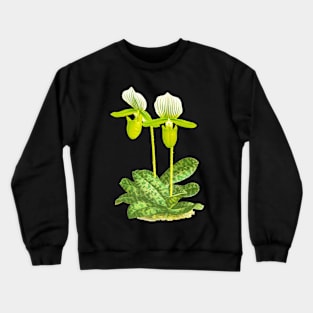 Green Lady slipper orchid - Paphiopedilum lawrenceanum var Hyeanum - botanical illustration Crewneck Sweatshirt